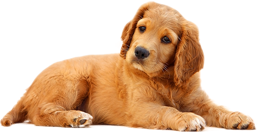 donation-pet